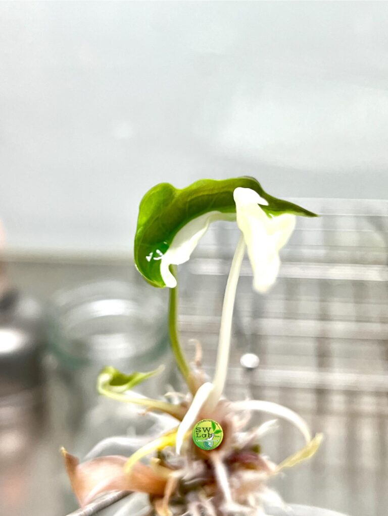 Alocasia Chantrieri Variegated