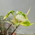 Alocasia watsoniana variegated